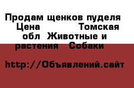 Продам щенков пуделя  › Цена ­ 6 000 - Томская обл. Животные и растения » Собаки   